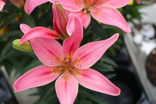 Vibrant pink lily flower
