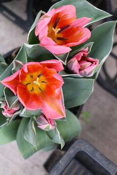 Pink spring tulip