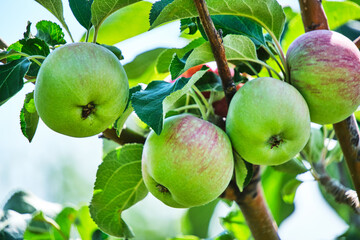 Ripening apples hanging tree against background green foliage on bright sunny summer day.