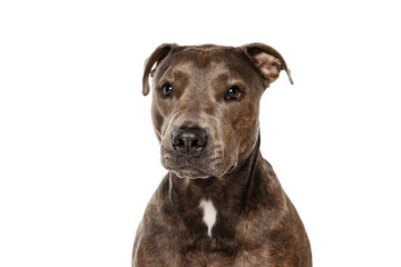 Studio shot of beautiful, purebred dog, american pit bull terrier, posing isolated over white background. Serious look
