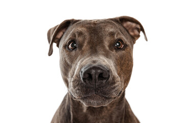 Studio shot of beautiful, purebred dog, american pit bull terrier, posing isolated over white background. Curious look