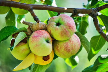 Ripening apples hanging tree against background green foliage on bright sunny summer day.