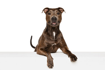 Studio shot of beautiful, purebred dog, american pit bull terrier, posing isolated over white...