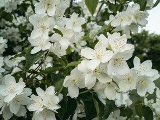 Flowering branches of Jasminum jasmine shrub.