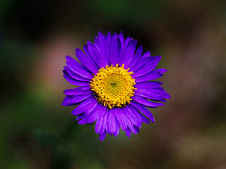 Obraz premium Colorful flower of the alpine aster