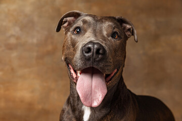 Studio shot of beautiful, purebred dog, american pit bull terrier,, posing isolated on brown background. Cheerful look