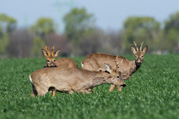 Roe deer(Capreolus capreolus) in their natural habitat