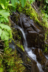 green plants near a mountain river on a summer day