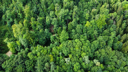 Grüner Wald von oben - Naturschutz