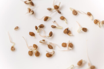 Growing tomatoes from seeds, step by step. Step 2 - the seeds have sprouted.