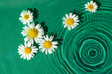 Chamomile flowers on green water under sunlight. Top view, flat lay