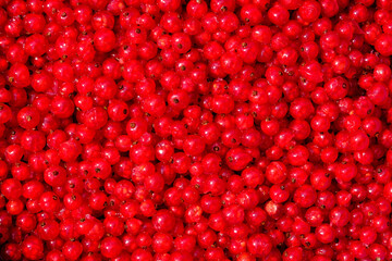 scattered berries of red currant close-up from the top view