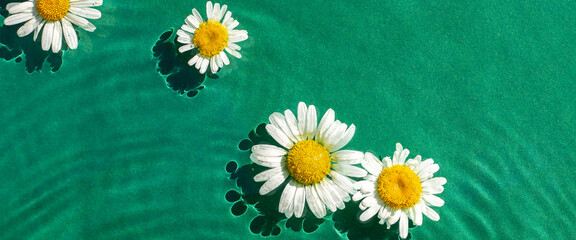 Chamomile flowers in green water under natural light. Top view, flat lay. Banner