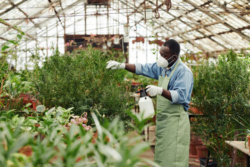Side view of unrecognizable Black man wearing protective mask working in greenhouse spraying plants with pest control liquid