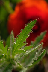 Fototapeta na wymiar Dew drops on carved green poppy leaves
