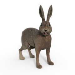 Fototapeta na wymiar 3d-illustration of an isolated rabbit animal pet standing