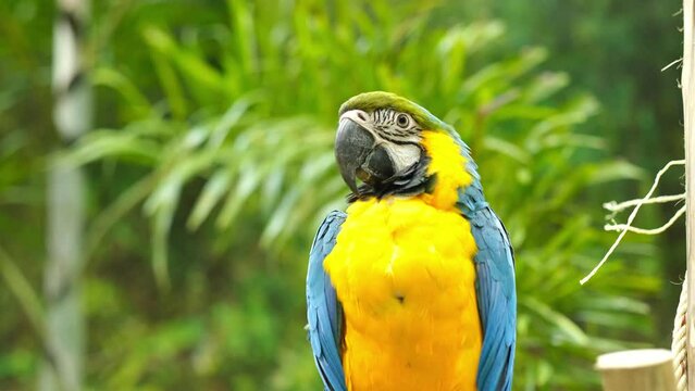Parrots Fighting With Each Other On Branch, Colorful portrait of Amazon red macaw parrot against jungle. Big Blue Macaw, Motion closeup of wild ara parrot head on green background