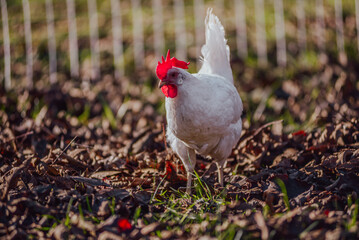 gallina en gallinero