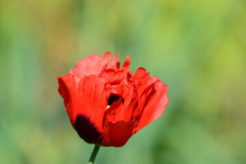 Obraz premium beautiful red poppy on a sunny summer day