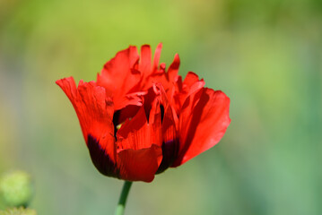 beautiful red poppy on a sunny summer day