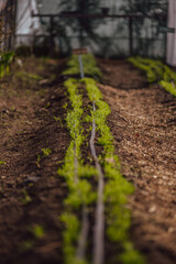 organic garden