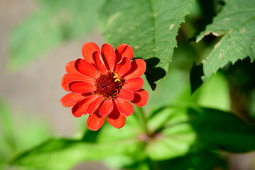 beautiful orange flower green grass on a sunny summer day