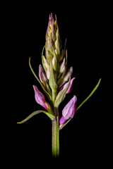 Inflorescence of a spotted orchid with fresh still closed flowers