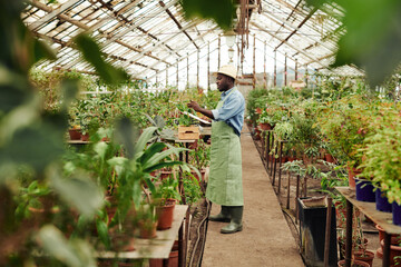 Horizontal long shot of Black man wearing apron and hat standing in greenhouse holding clipboard touching plant leaves