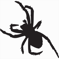 Vector, Image of spider silhouette, black and white color, with transparent background

