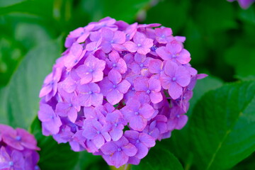 Fototapeta premium 紫陽花