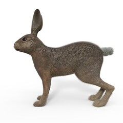 3d-illustration of an isolated rabbit animal pet standing
