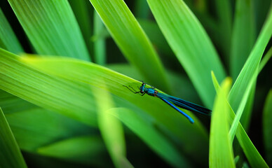 A blue dragonfly resting in a meadow. Bright colors. Colorful background. Minimalism