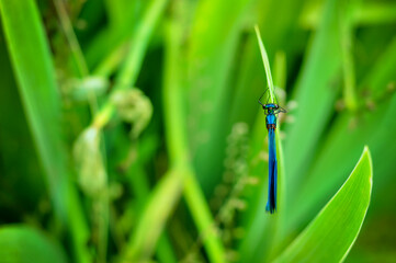 A blue dragonfly resting in a meadow. Bright colors. Colorful background. Minimalism