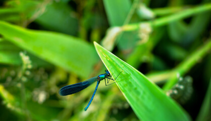 A blue dragonfly resting in a meadow. Bright colors. Colorful background. Minimalism