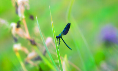 A blue dragonfly resting in a meadow. Bright colors. Colorful background. Minimalism