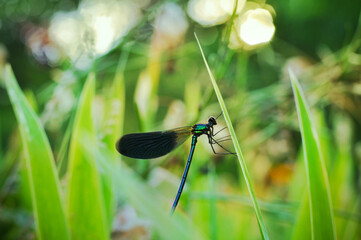 A blue dragonfly resting in a meadow. Bright colors. Colorful background. Minimalism