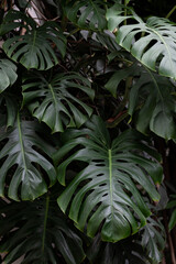 Large, green, juicy leaves of a large, herbaceous plant. A large, herbaceous plant with huge leaves.