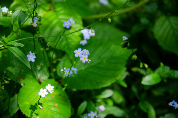 Forget Me Not flowers blooming in the forest.