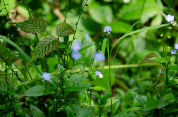 Forget Me Not flowers blooming in the forest.