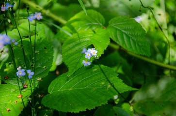 Forget Me Not flowers blooming in the forest.