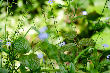 Forget Me Not flowers blooming in the forest.