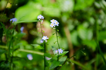 Forget Me Not flowers blooming in the forest.