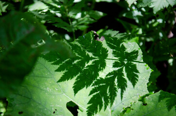 Green leaves in the sun. Shadow from the leave.