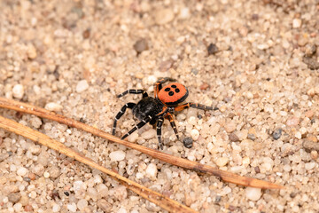 Ladybird spider on sand