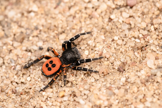 Ladybird spider on sand