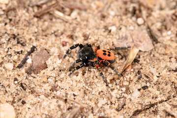 Ladybird spider on sand