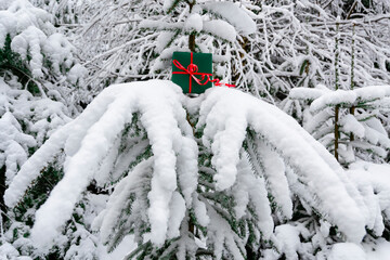 A green gift box tied with red ribbon and a bow hidden in snowy winter forest lying on branches of...