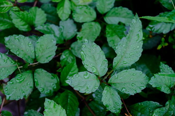 green ivy leaves