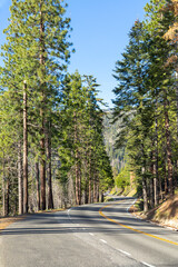 cruising thru Yosemite yalley with sequoia trees along the road