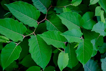 green leaves background